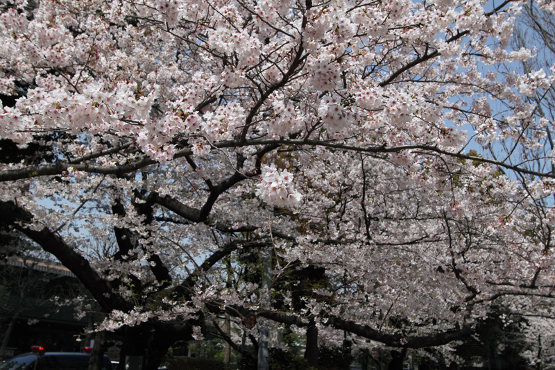 半蔵濠、千鳥ヶ淵公園