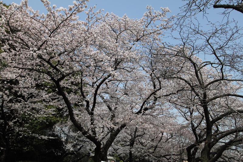 半蔵濠、千鳥ヶ淵公園