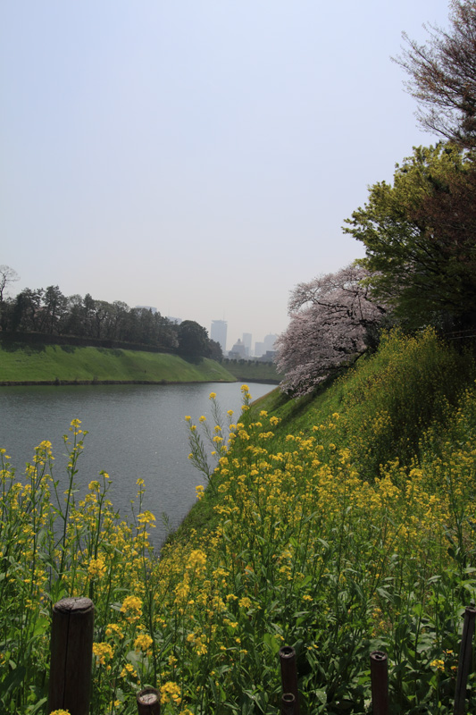 半蔵濠、千鳥ヶ淵公園