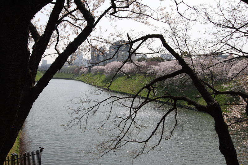 半蔵濠、千鳥ヶ淵公園