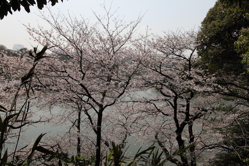 千鳥ヶ淵(北の丸から)