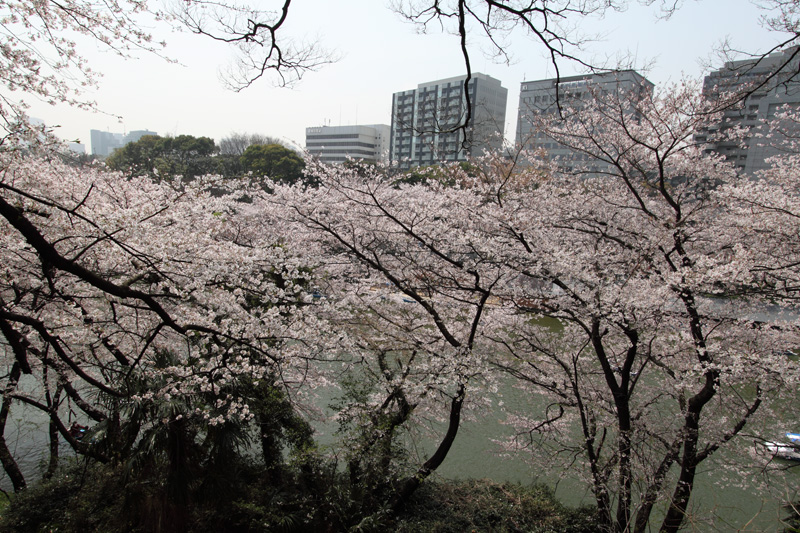 千鳥ヶ淵(北の丸から)