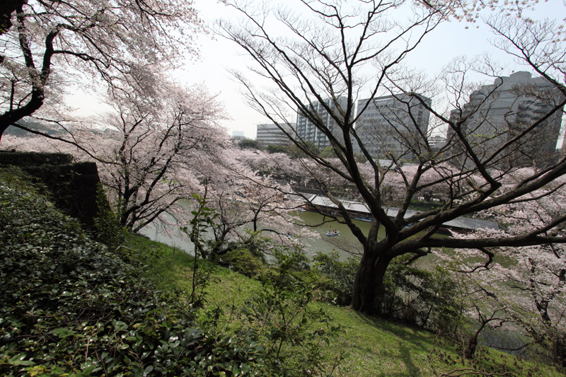 千鳥ヶ淵(北の丸から)