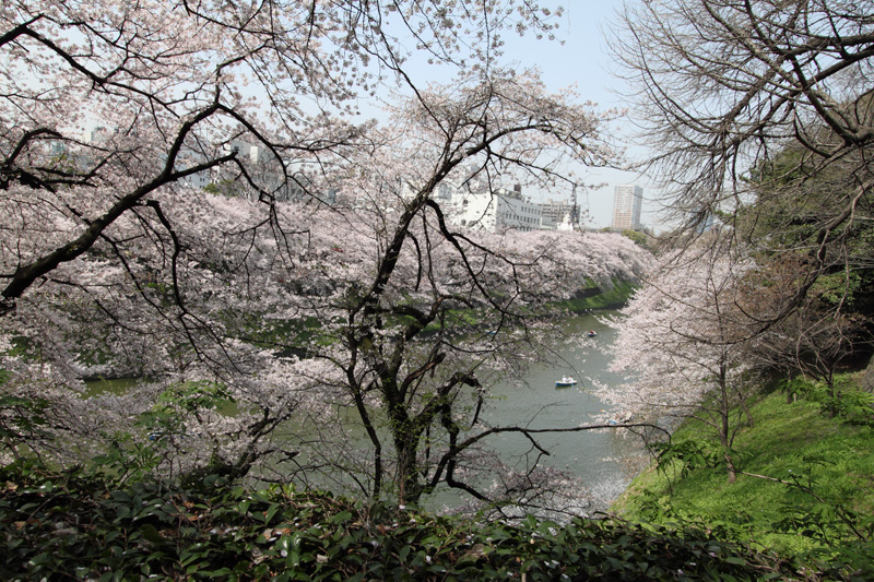 千鳥ヶ淵(北の丸から)